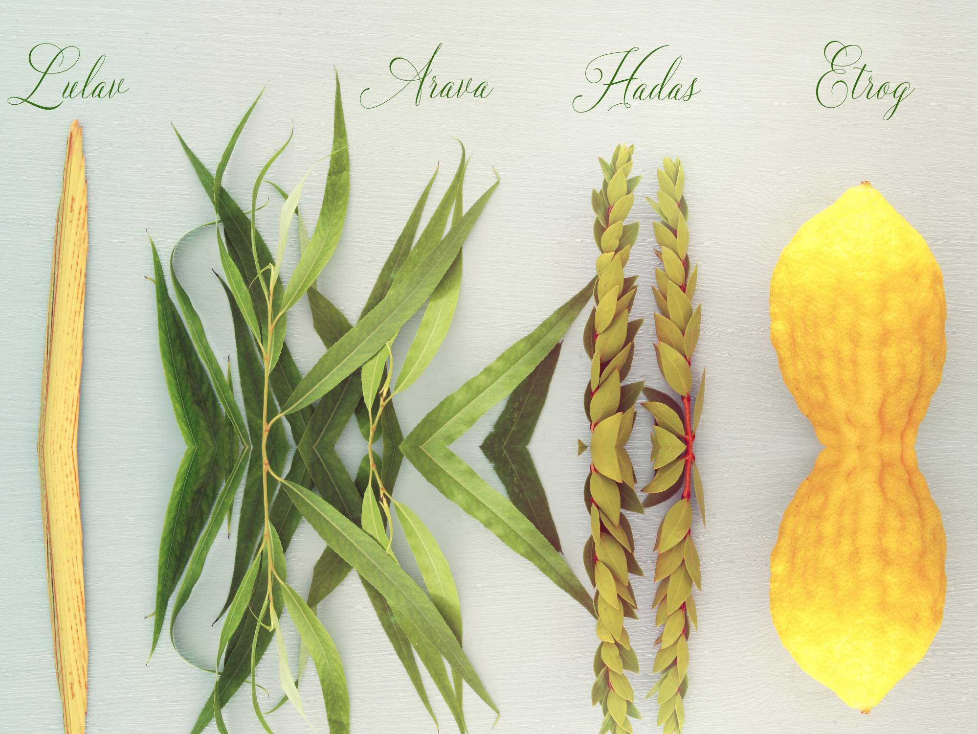 Sukkot's Fantastic Four: Unveiling the Fascinating Four Species - Jewselry